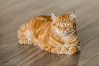 貓貓照片2