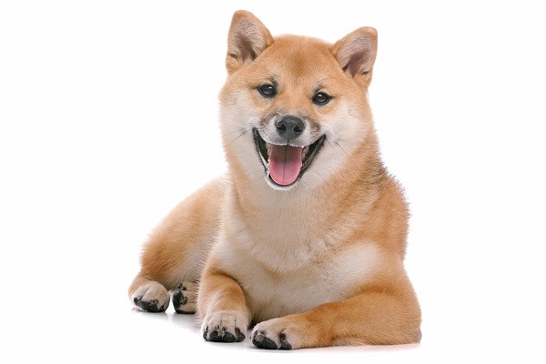 柴犬